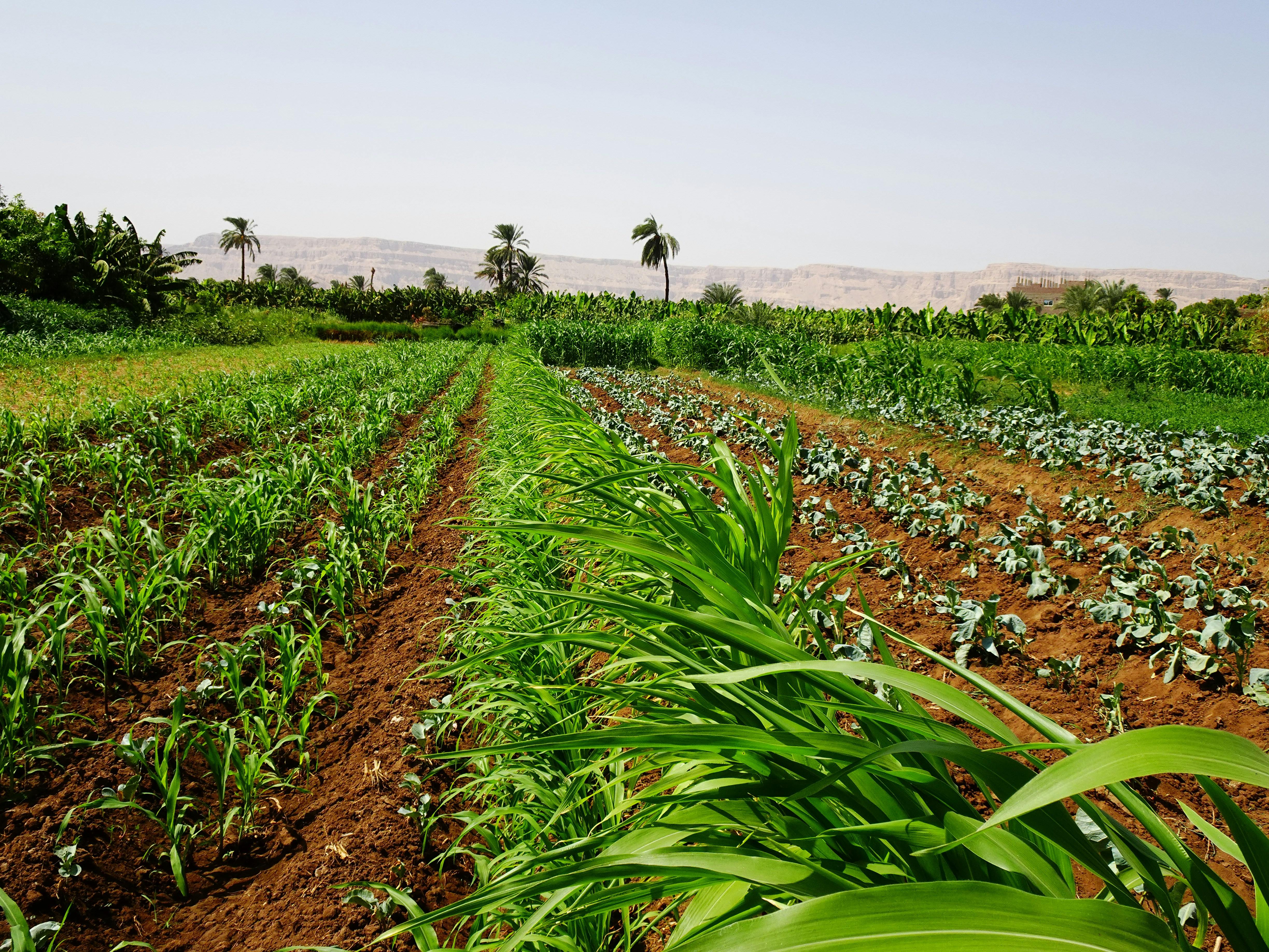 Vibrant agricultural field, symbolizing a thriving ecosystem