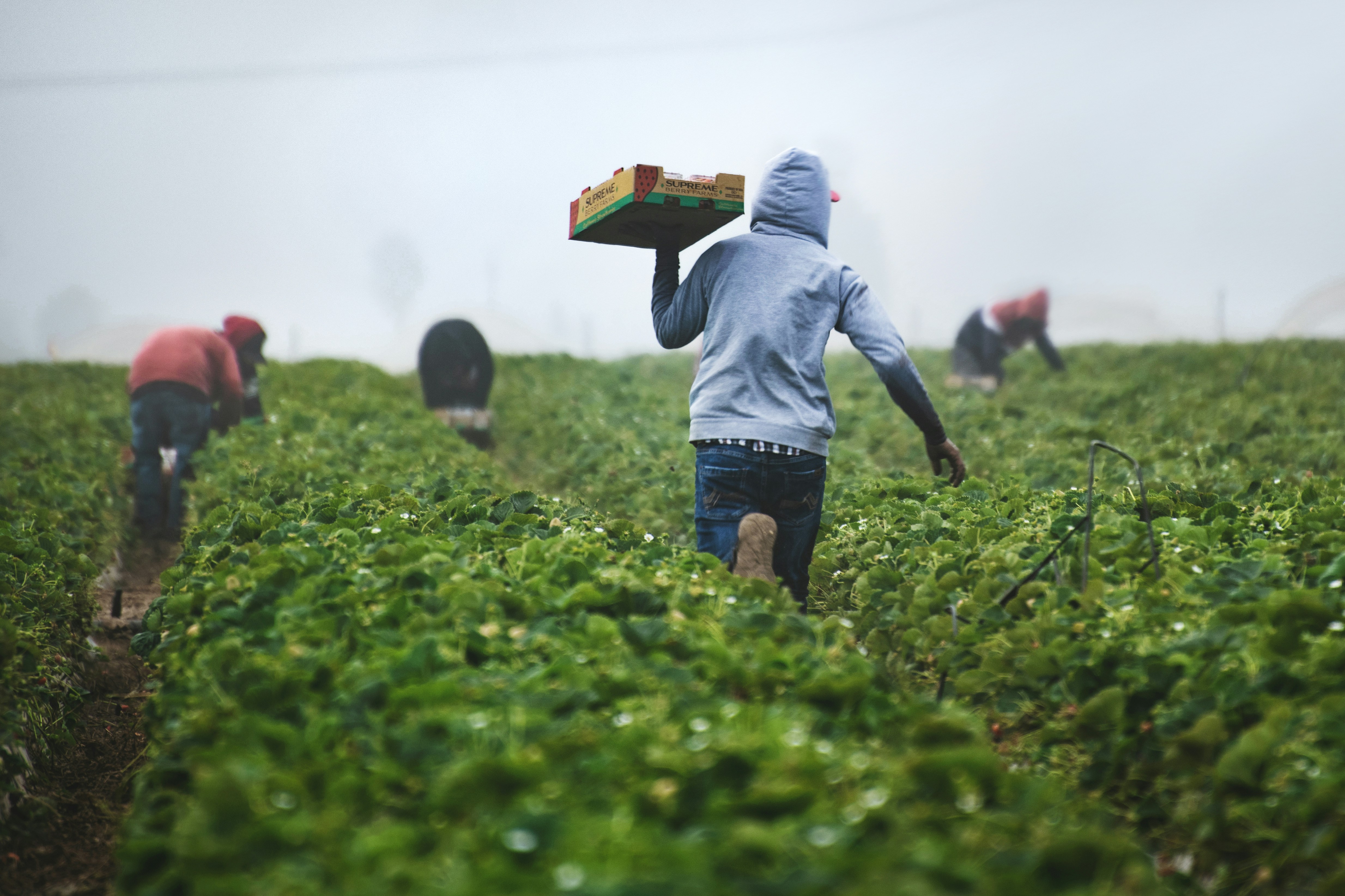 Workers harvesting strawberries in a commercial farm field