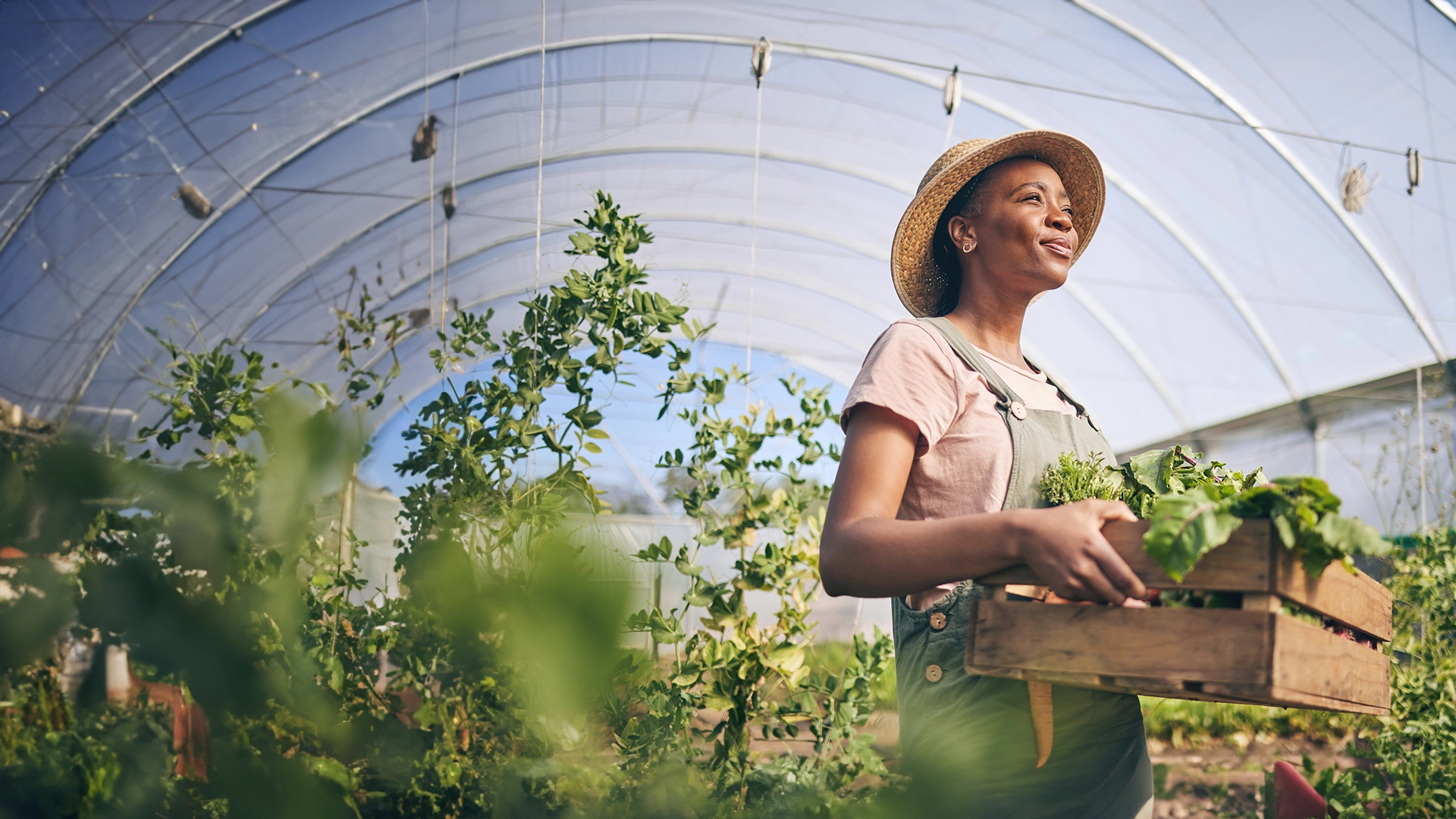 Emerging Farm