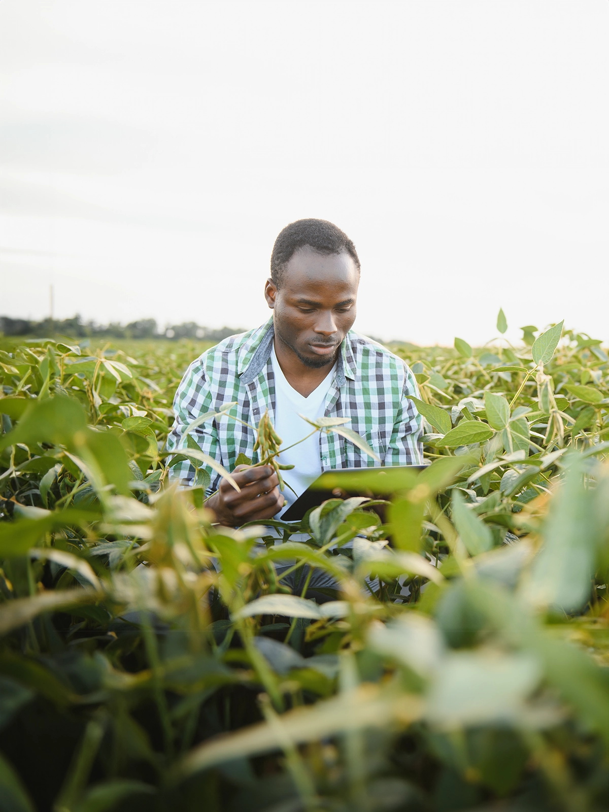 Agronomist examining soybean plants in field
